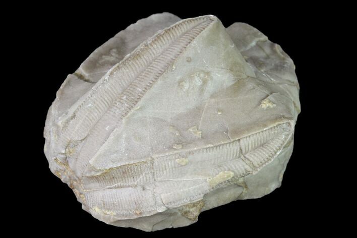 Blastoid (Pentremites) Fossil - Tennessee #142106